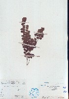 排錢樹藏品圖，第1張