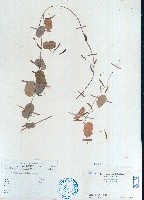 腎葉山螞蝗藏品圖，第1張