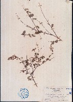 赤山螞蝗、赤山綠豆藏品圖，第1張
