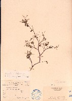 假地豆藏品圖，第1張