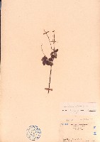 假地豆藏品圖，第1張