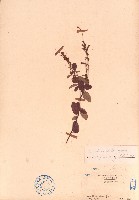 假地豆藏品圖，第1張