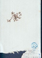 蠅翼草藏品圖，第1張