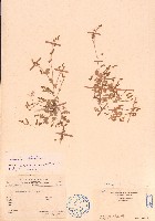 變葉山螞蝗藏品圖，第1張