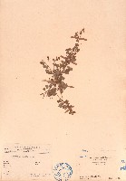 葫蘆茶藏品圖，第1張