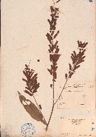 葫蘆茶藏品圖，第1張