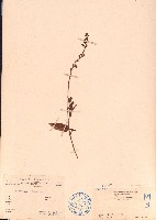 葫蘆茶藏品圖，第1張