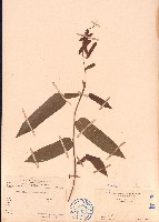 葫蘆茶藏品圖，第1張