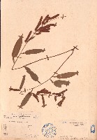 葫蘆茶藏品圖，第1張