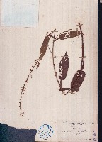 葫蘆茶藏品圖，第1張