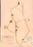 長硬皮豆藏品圖，第1張