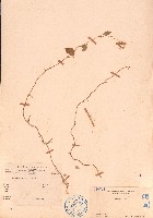 長硬皮豆藏品圖，第1張