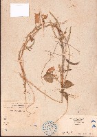 長硬皮豆藏品圖，第1張