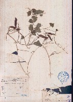 毛野扁豆藏品圖，第1張