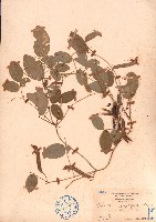 田代氏乳豆藏品圖，第1張