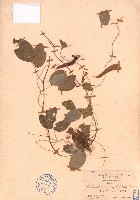 田代氏乳豆藏品圖，第1張