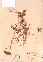 羽葉擬大豆藏品圖，第1張