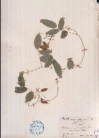 羽葉擬大豆藏品圖，第1張