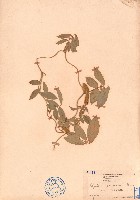 羽葉擬大豆藏品圖，第1張