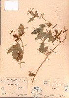 羽葉擬大豆藏品圖，第1張