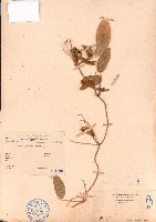 羽葉擬大豆藏品圖，第1張