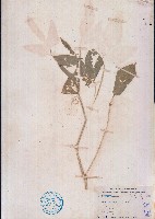 臺灣大豆藏品圖，第1張