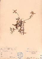 毛木藍藏品圖，第1張