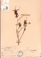 毛木藍藏品圖，第1張