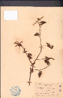 毛木藍藏品圖，第1張