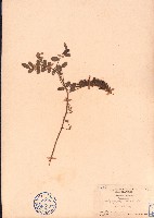 毛木藍藏品圖，第1張