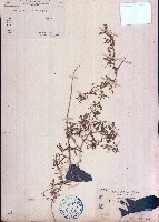 三葉木藍藏品圖，第1張