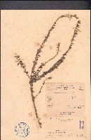 鐵掃帚藏品圖，第1張