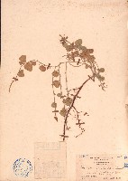 長管蝙蝠草藏品圖，第1張