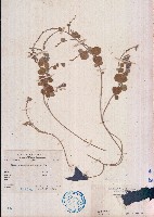 長管蝙蝠草藏品圖，第1張