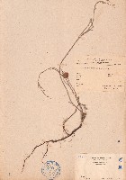 長管蝙蝠草藏品圖，第1張