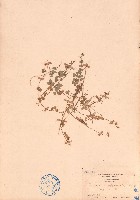 舖地蝙蝠草藏品圖，第1張