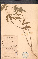 蝙蝠草藏品圖，第1張