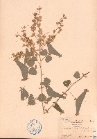 蝙蝠草藏品圖，第1張