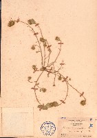 長柄莢藏品圖，第1張