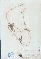 小豇豆藏品圖，第1張