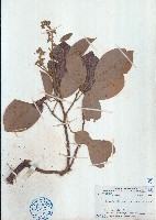 長臍紅豆藏品圖，第1張