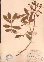 脹莢紅豆藏品圖，第1張