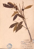 肥莢紅豆藏品圖，第1張