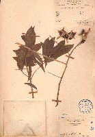 海南红豆藏品圖，第1張