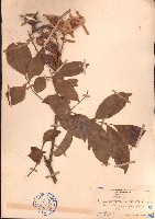 海南红豆藏品圖，第1張