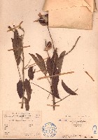 海南红豆藏品圖，第1張