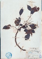 頷垂豆藏品圖，第1張