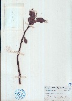 頷垂豆藏品圖，第1張