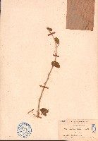 金龜樹藏品圖，第1張