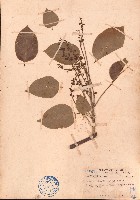 水黃皮藏品圖，第1張